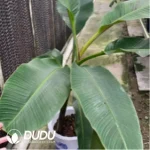 0.3/Pcs Musa basjoo Seedling(100Pcs??
