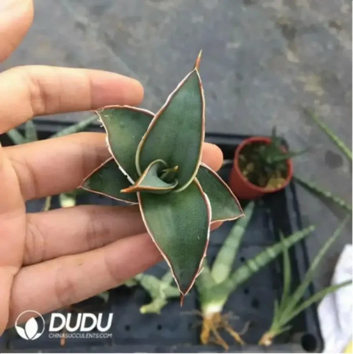 1-2242.webp Sansevieria Power seedlings - Image 1