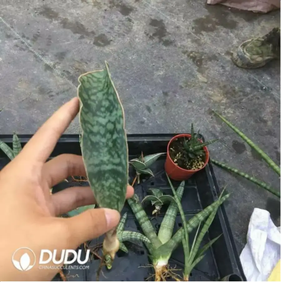 1-2244.webp Sansevieria
Original treasure mirror seedling - Image 1