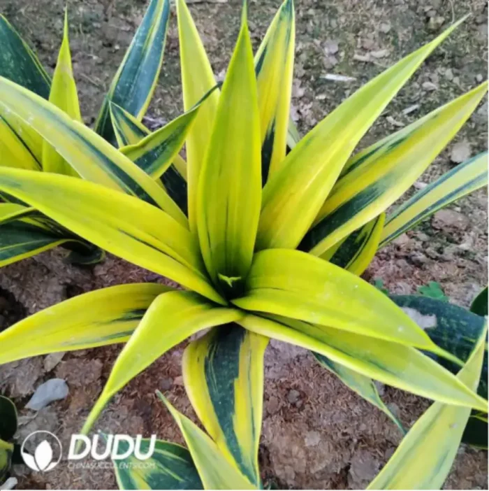 Sansevieria 
Golden Orchid Mother Parent - Image 1