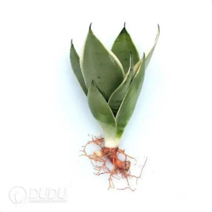 Sansevieria trifasciata '
Laurentii'
3pcs - Image 1