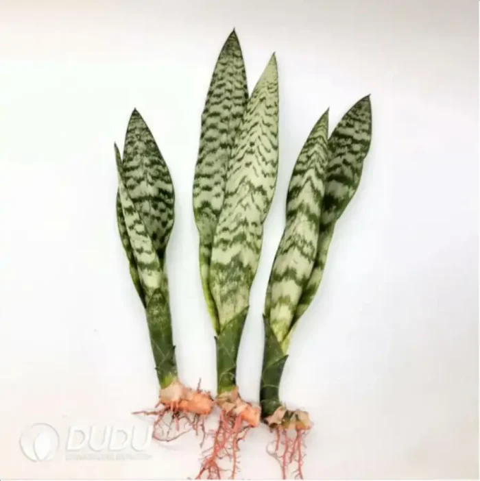 1-2253.webp Sansevieria trifasciata 'Bantels Sensation'
3pcs - Image 1