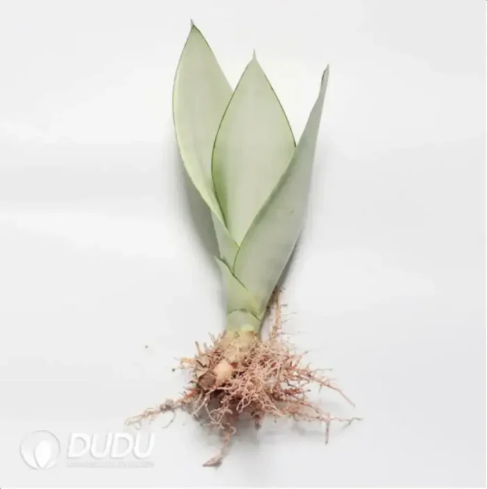1-2260.webp Sansevieria Moonshine
3pcs - Image 1