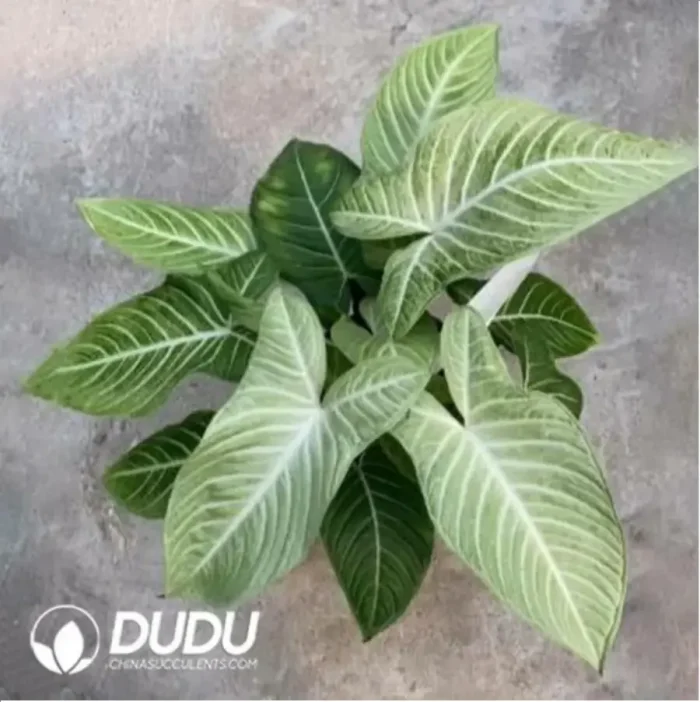 0.4/Pcs Xanthosoma lindenii Seedling(100Pcs?? - Image 1