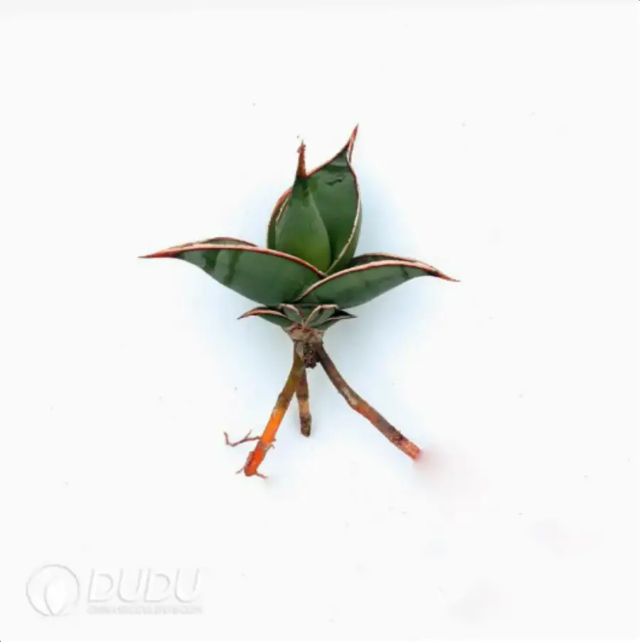 1-2271.webp Sansevieria Pacers plantlet - Image 1