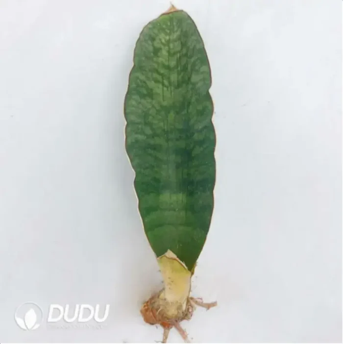 1-2272.webp Sansevieria large baseball bat - Image 1