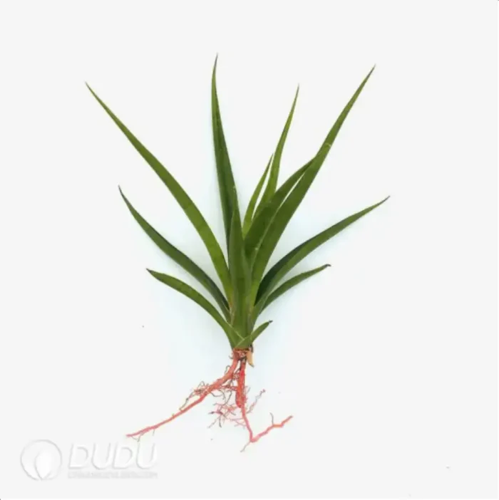 1-2280.webp Sansevieria prava - Image 1