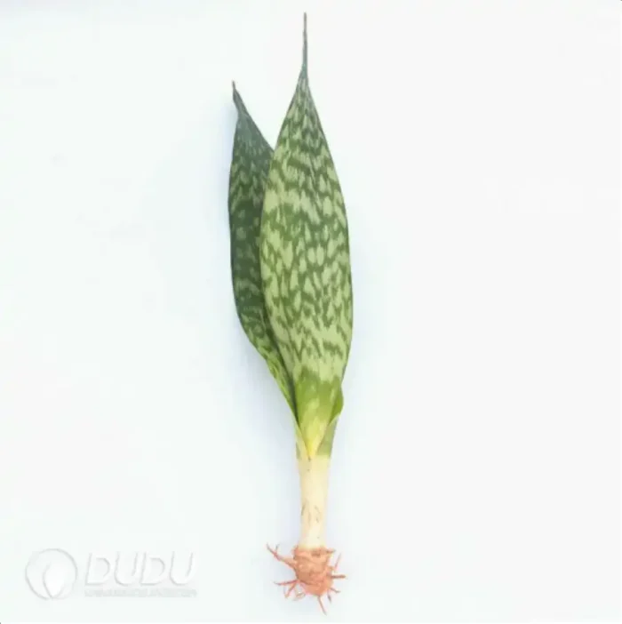 1-2282.webp Sansevieria Jiabao - Image 1