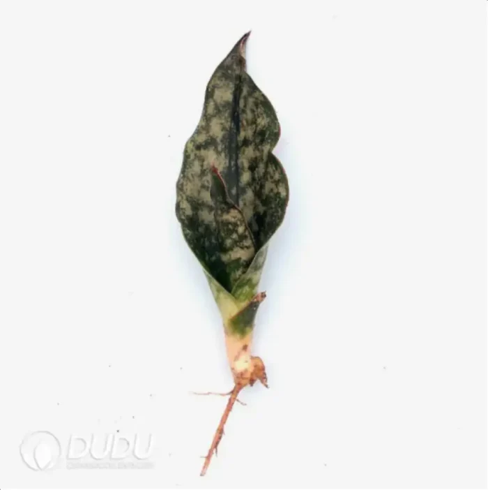 1-2283.webp Sansevieria dead leaves - Image 1