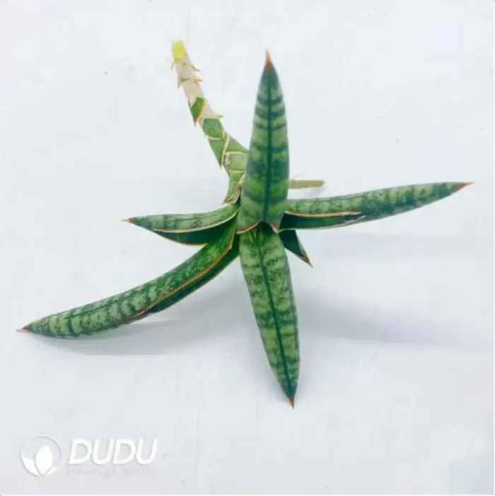 1-2285.webp Sansevieria 1970 seedling - Image 1