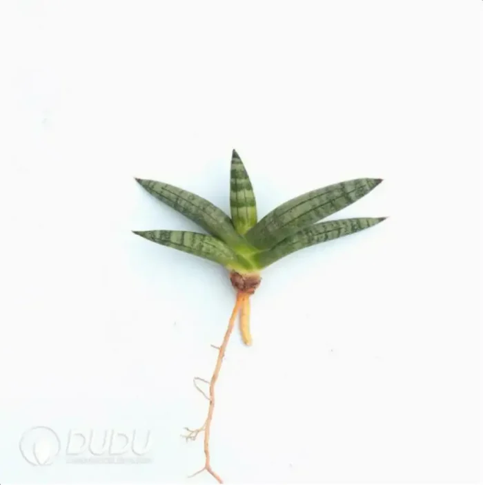 1-2287.webp Sansevieria Mini Boncel seedling 2pieces - Image 1