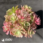 Aeonium Guanghui Variegated Clustering(Chimera
) No.1