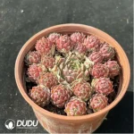 Sempervivum Sempervivum Edward Ball(Scattered Clustering)