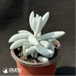 Senecio‘White Snow’