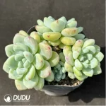 Sedum Clavatum Clustering