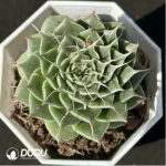 Echeveria Long Eyelashes