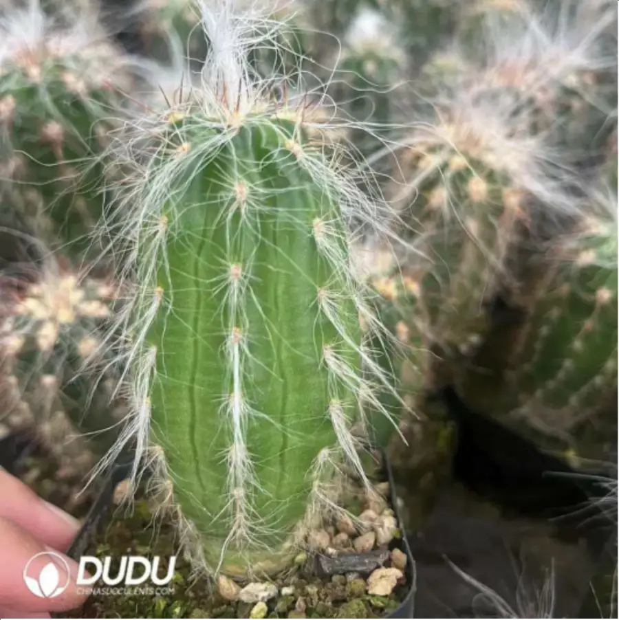 1-2310.webp Cactus-Oreocereus celsianus var.bruennowii - Image 1