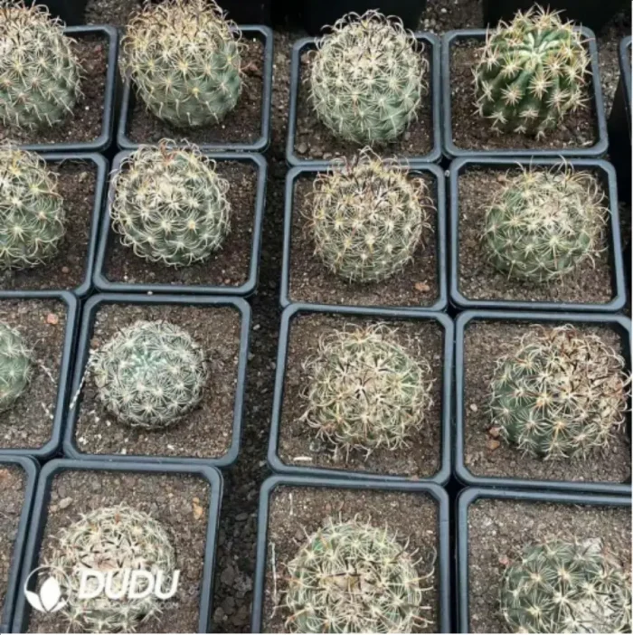 1-2311.webp Cactus-Coryphantha Kracikii - Image 1