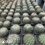 Cactus-Tiger Claw Jade