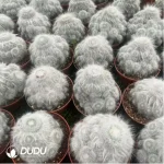 Cactus-Mammillaria Snow Monkey Fisherman