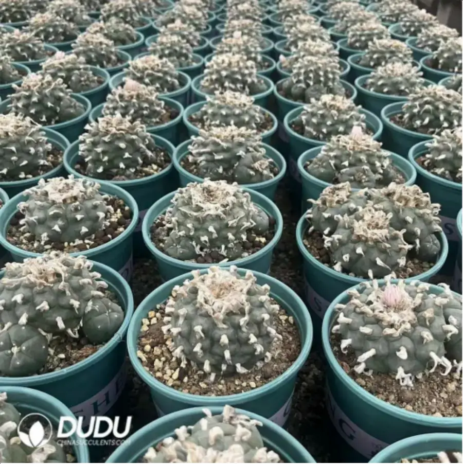 1-2315.webp Cactus-Live turtle - Image 1