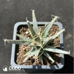 Cactus-Leuchtenbergia principis