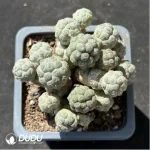 Cactus-Maihueniopsis Puna bonnieae Clustering