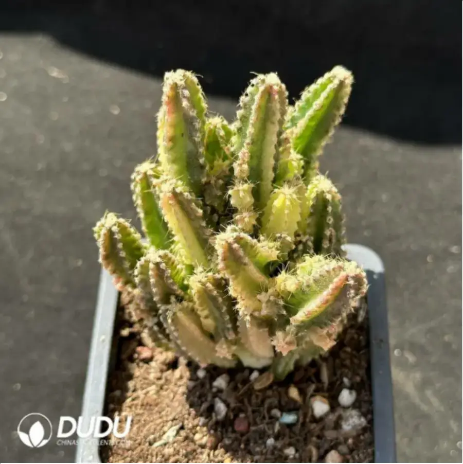 1-2321.webp Cactus-Cereus Series Fairy Castle Variegated - Image 1