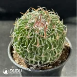 Cactus-Steno multicostatus?(Hildm.)
