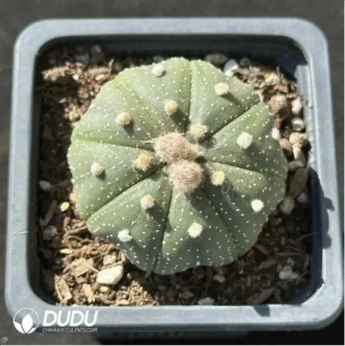 1-2324.webp Cactus-Astrophytum asteria - Image 1