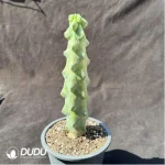 Myrtillocactus geometrizans