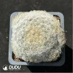 Cactus-Mammillaria plumosa