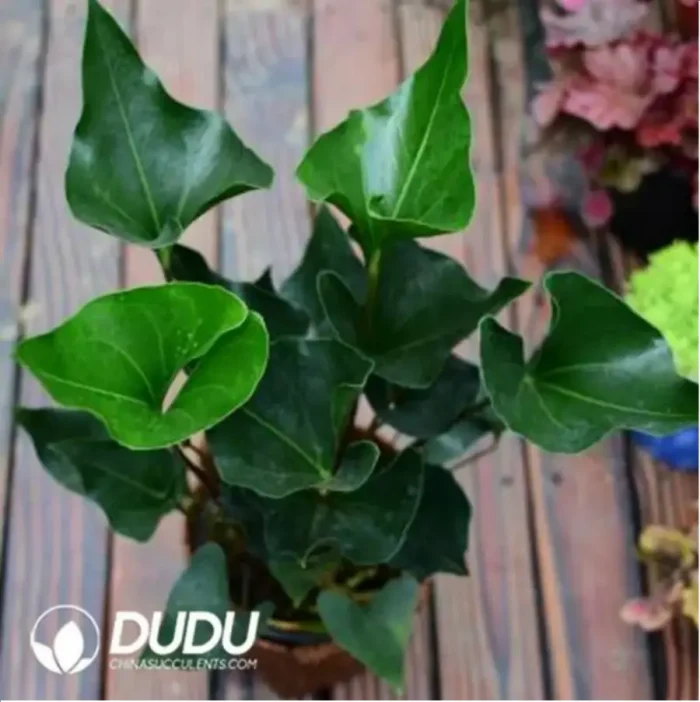 0.4/Pcs Anthurium andraeanum 'Arrow' Seedling(100Pcs?? - Image 1