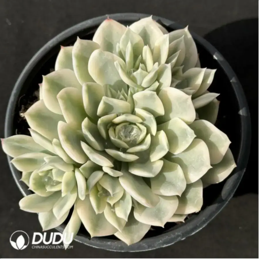 1-2332.webp Echeveria moon river variegated clustering - Image 1