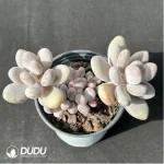 Pachyphytum beaver beauty clustering