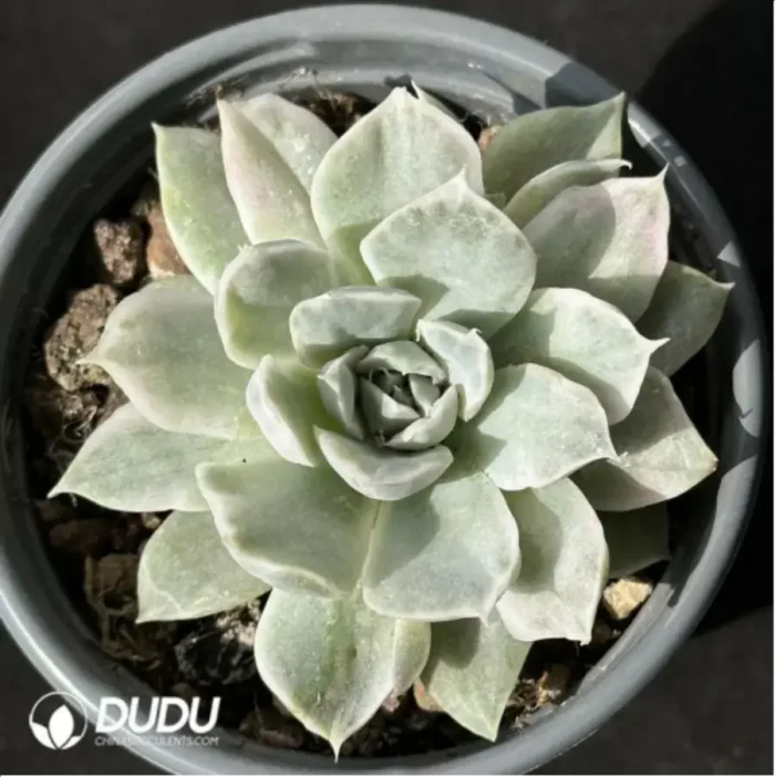 1-2334.webp Echeveria Simpson variegated - Image 1