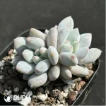 Echeveria Pinellia ternata Double