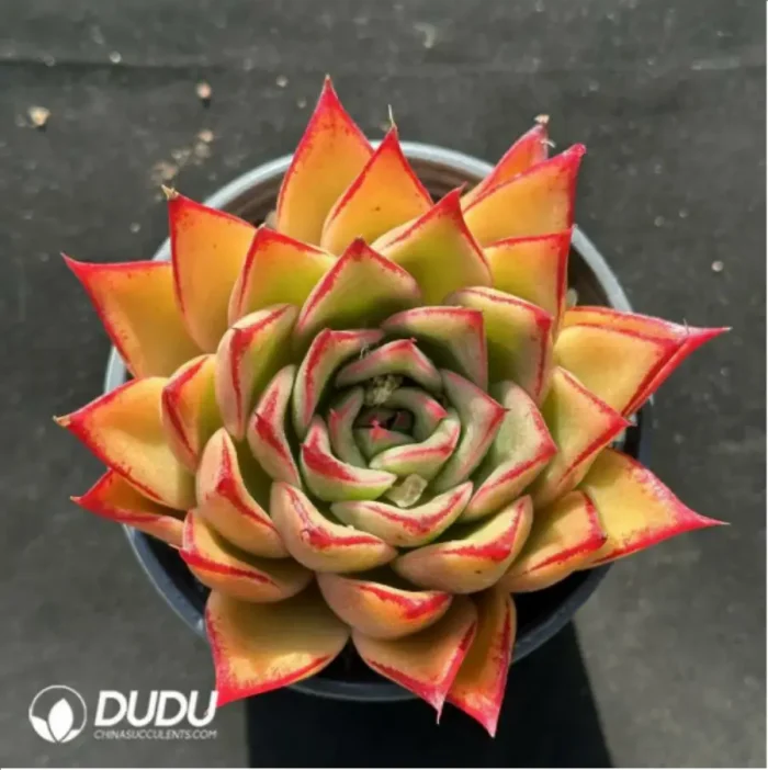 Echeveria Mrs. Pan - Image 1