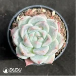 Echeveria 'Rumengling'