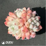 Echeveria Alba Clustering