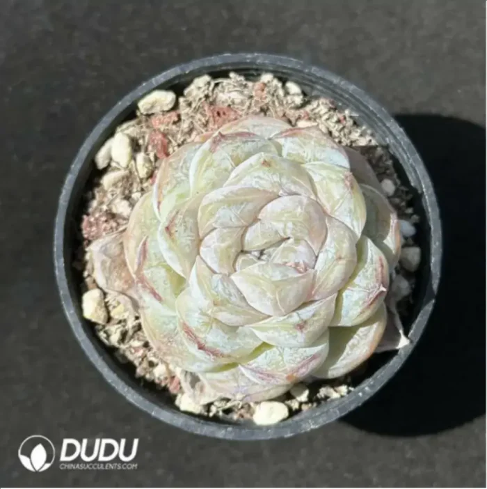 1-2351.webp Echeveria Macchiato - Image 1