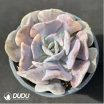 Echeveria Exotic variegated