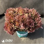 Aeonium Naga Queen Cristata