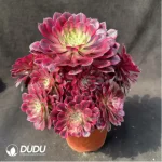 Aeonium Red Copper Pot White variegated Clustering