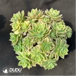 Aeonium Starburst Variegated cluster