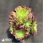 Aeonium 'Fiesta'Clustering