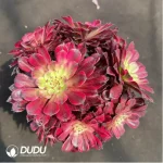 Aeonium Xueji Variegated Clustering