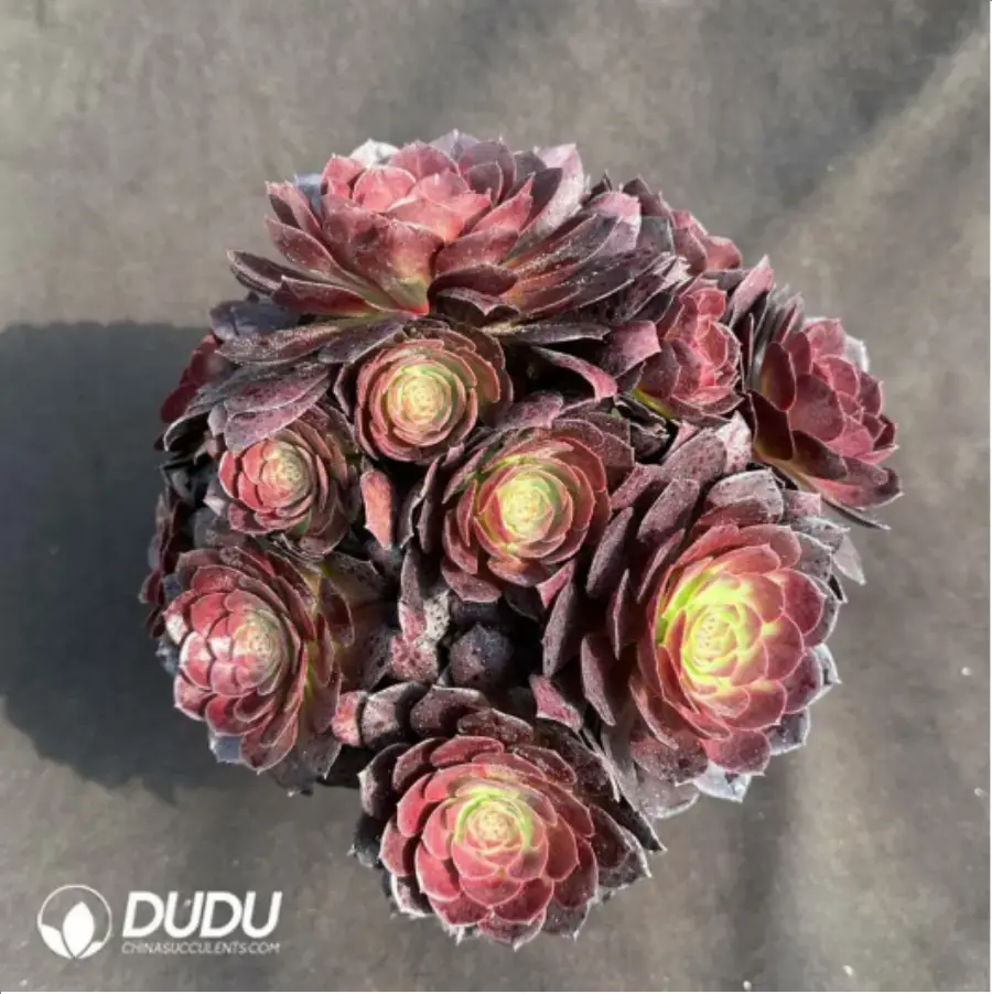 1-2368.webp Aeonium Black Devil - Image 1