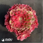 Aeonium Pink Witch Variegated Clustering