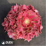 Aeonium Pink Witch Variegated Clustering